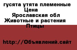 гусята утята племенные › Цена ­ 350 - Ярославская обл. Животные и растения » Птицы   